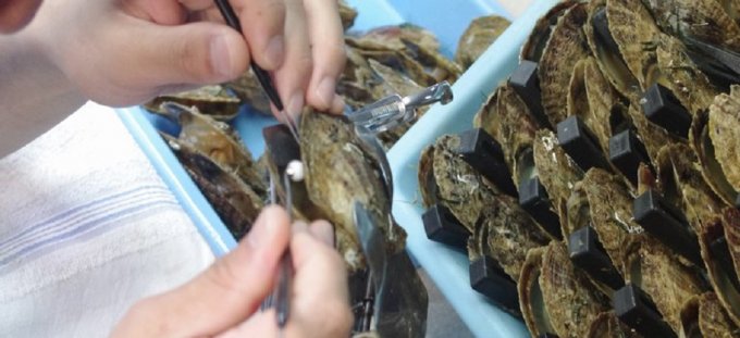 真珠の一大産地、宇和島「真珠貝（あこや貝）のオイルコンフィ」が美味！