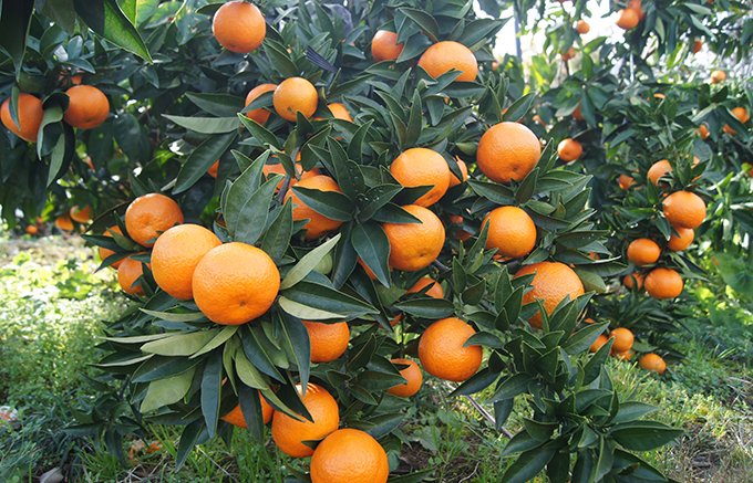 スペイン生まれ佐賀県太良町育ちの「クレメンティン」を使ったジュースの魅力