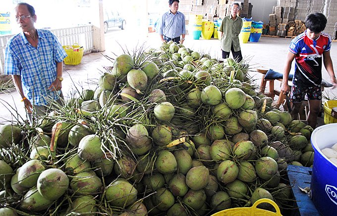 クセになる味!タイの食はココナッツからはじまる クセになる味!タイの食はココナッツからはじまる