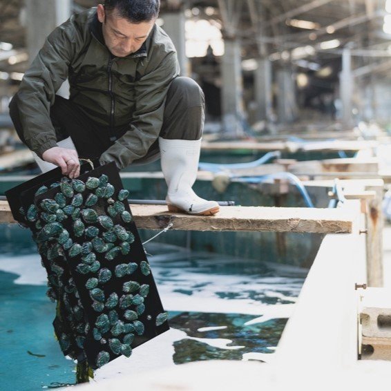 《至高の贈り物》湯浅湾の良質な海水が生み出す！拘り抜いた至極のあわび『紀和味』