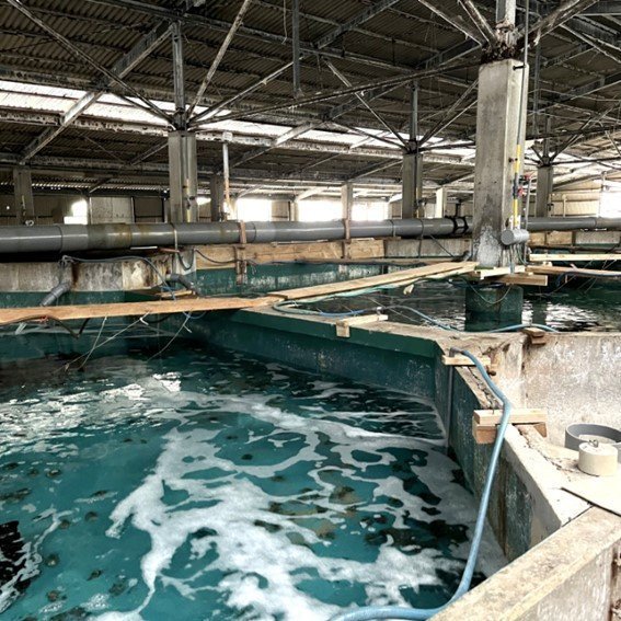 《至高の贈り物》湯浅湾の良質な海水が生み出す！拘り抜いた至極のあわび『紀和味』