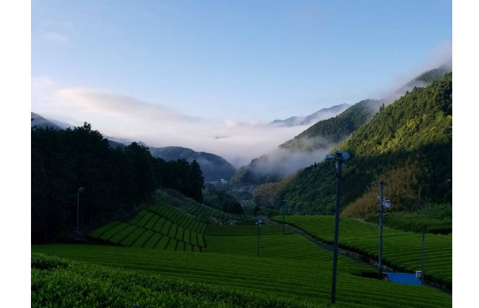 お茶好きには知られた高級ブランド！お茶本来の旨味や香りが楽しめる「両河内茶」