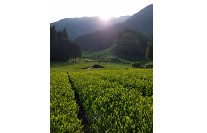お茶好きには知られた高級ブランド！お茶本来の旨味や香りが楽しめる「両河内茶」